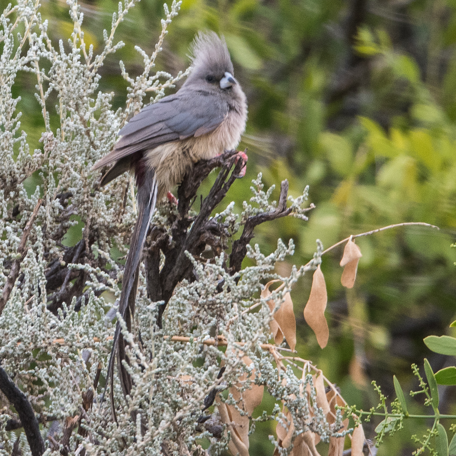 Coliou à dos blanc adulte (White-backed mousebird, Colius colius), Vallée de la rivière Hoanib, Kaokoland, Namibie.